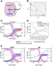 Growth factors in animal cell culture. Growth Factor Mediated Coupling Between Lineage Size And Cell Fate Choice Underlies Robustness Of Mammalian Development Elife