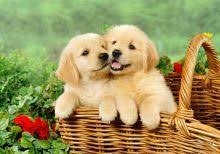 Local puppy adoption in tampa bay. Golden Retriever Puppies For Sale Utah County Ut 279862