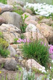 Les fleurs de rocaille sont des plantes aux fleurs miniatures qui poussent à même la roche. Amenager Un Jardin En Rocaille Conseils De Jardinage M6 Deco Fr