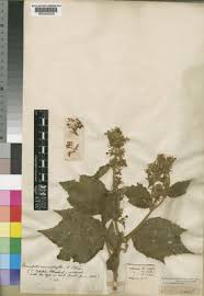 Image result for Triumfetta brachyceras