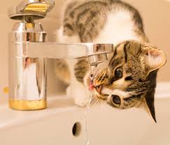 why does my cat drink from weird places