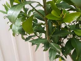 Mature trees are around 6 to 10 ft (2 to 3 m) tall with dark green shiny leaves. Forum Mandarin Leaf Curling Down