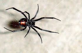 4851 mountain park cir, west jordan, ut 84081 map & directions. Black Widow Pest Control Inc 7321 Heywood Dr West Jordan Ut Pest Control Mapquest