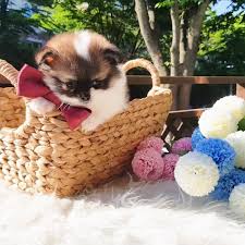 Checking 'include nearby areas' will expand your search. Craigslist Denver Pets