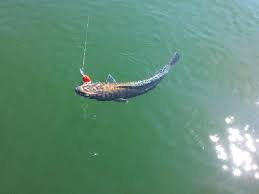 Ikan toman makan lele, ikan toman makan pelet, ikan toman makan tikus, ikan toman makanan, ikan toman besar makan orang kasih makan ikan toman aquarium assalamualaikum sobat angler pecinta joran melengkung. Majalah Umpan Tips Memancing Ikan Toman Perkongsian Facebook