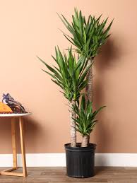 Image result for yucca gigantea en casa