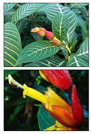 Image result for Sanchezia