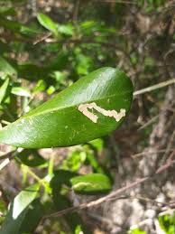 Image result for Vepris