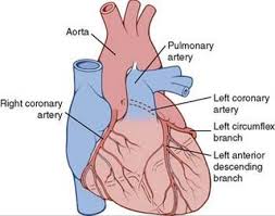 We did not find results for: Muscle Blood Flow And Cardiac Output During Exercise The Coronary Circulation And Ischemic Heart Disease The Circulation Guyton And Hall Textbook Of Medical Physiology 12th Ed