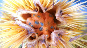 Image result for Caloncoba