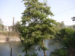 Image result for Crateva adansonii