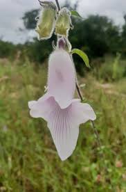 Image result for Pedaliaceae