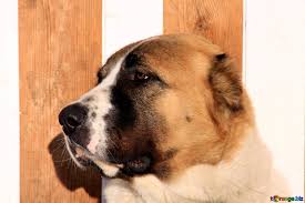 It is a very old breed, from ancient times. Alabai Hunde Bild Mundung Alabai Profil Bilder Hund 703 Torange Biz
