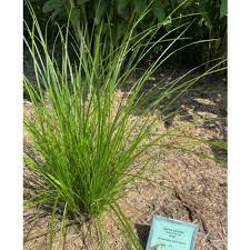 Image result for Carex johnstonii