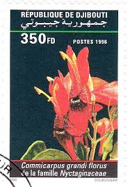 Image result for Commicarpus grandiflorus