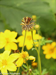 Image result for foto Dvouzubec