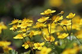 Che rende favorevole il loro sboccio. Nomi E Immagini Di 16 Fantastici Fiori Gialli Da Giardino E Balcone