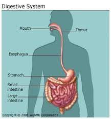 Here are some of the liver cancer causes and risk factors. Liver Cancer Causes Survival Rate Tumor Types And More