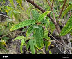 Image result for Tabernaemontana penduliflora