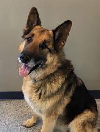 Maybe you would like to learn more about one of these? Animal Rescue Foundation Of Bartlesville Arf Dogs