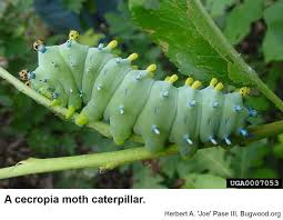 Image result for Cecropia
