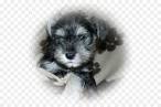 The Schnoodle ranges in size - Hope Springs Doodles