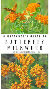 Butterfly Milkweed A Gardener S Guide And Plant Profile Spoken Garden Milkweed Garden Milkweed Plant Milkweed