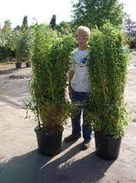 Bambus pflanzen am teichrand, als sichtschutz oder im kübel: Sichtschutz Fur Dachterrasse Sind Bambus Fargesia Jumbo Oder Simba Geeignet Fragen Bilder Pflanz Und Pflegeanleitungen Rund Um Das Thema Gartenpflanzen