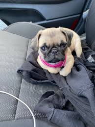 We make it our priority to help you find your new best friend and provide you with an outstanding service to make your experience pleasant, fun and memorable. Wayne Puppies 1055 Hamburg Tpke Wayne Nj Pet Shops Mapquest