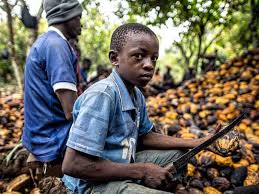 Κακάο: Ένα περιβαλλοντικό έγκλημα των πολυεθνικών, σε βάρος της Αφρικής |  Alfavita