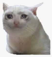 4) every image or gallery must be formatted at 1080x1080 pixels, and hosted on imgur. Sadcat Meme Memes Sad Cat Crying Cat Meme Gif Hd Png Download Kindpng