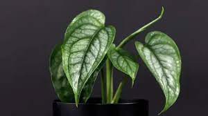 My own monstera siltepecana has been misbehaving until recently. Monstera Siltepecana Care Best Plant Guide 101 Plantophiles
