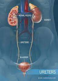 Pin On Medical Student Study