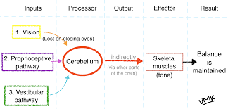 Image result for Cerebellar Function Test