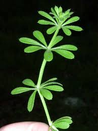 Image result for Galium stenophyllum