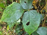 Image result for Agelaea pentagyna