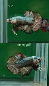 Pin On Betta Splendens