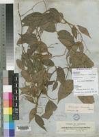 Image result for Sphenostylis