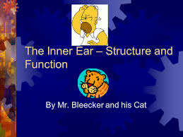 Maintaining a sense of balance is another important function performed by the human ear. The Inner Ear Structure And Function Ppt Video Online Download