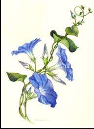 Pin By Ruthradha On Tattoo Ideas Vine Drawing Flower Drawing Morning Glory Tattoo