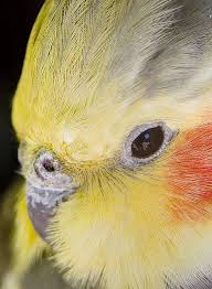 Bird And Pet Clinic Of Roseville Hours Petrie Close Up Cockatiel Pet Birds Beautiful Birds