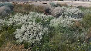 Image result for Aerva javanica