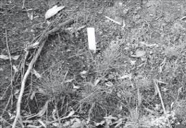 Image result for Sebaea microphylla