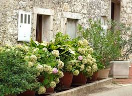 Maybe you would like to learn more about one of these? Cultiver Un Hortensia En Pot Varietes Adaptees Entretien