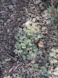 Image result for Buchnera capitata