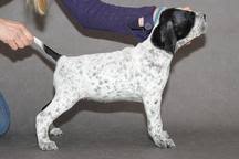 Image result for auvergneský ohař