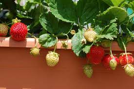 Best pots to grow strawberries. Grow Strawberries In Containers Hgtv