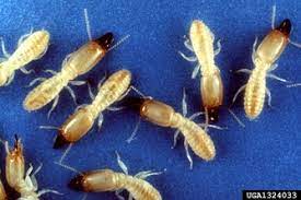 When it comes to pest control in phoenix az, there's only one choice for meeting all your pest control needs; Do It Yourself Termite Control And Inspection Phoenix Mesa Az Bugs Weeds And More Do It Yourself Pest Control Stores