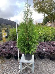 Image result for Grona stolzii