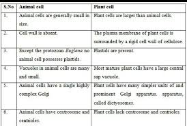 Maybe you would like to learn more about one of these? Differences Between Plant Cell And Animal Cell Brainly In